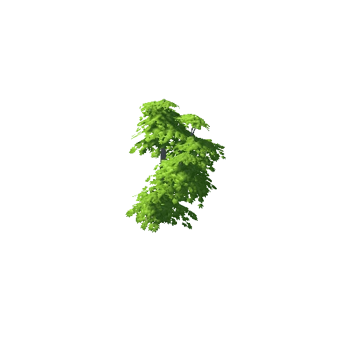 Maple Tree Green Big 02